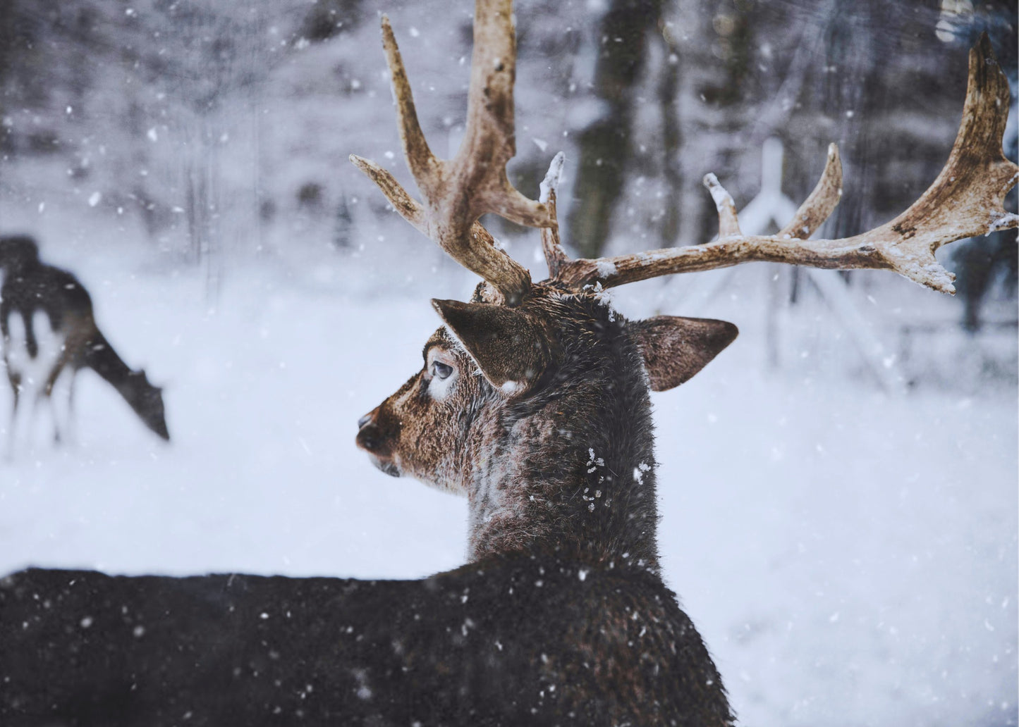 Winter Reindeer Poster
