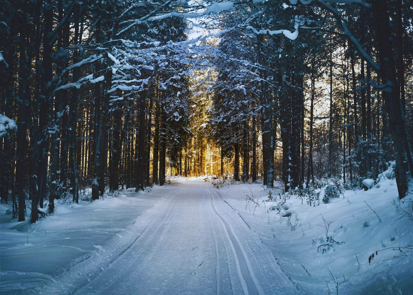 Winter Forest Path Poster