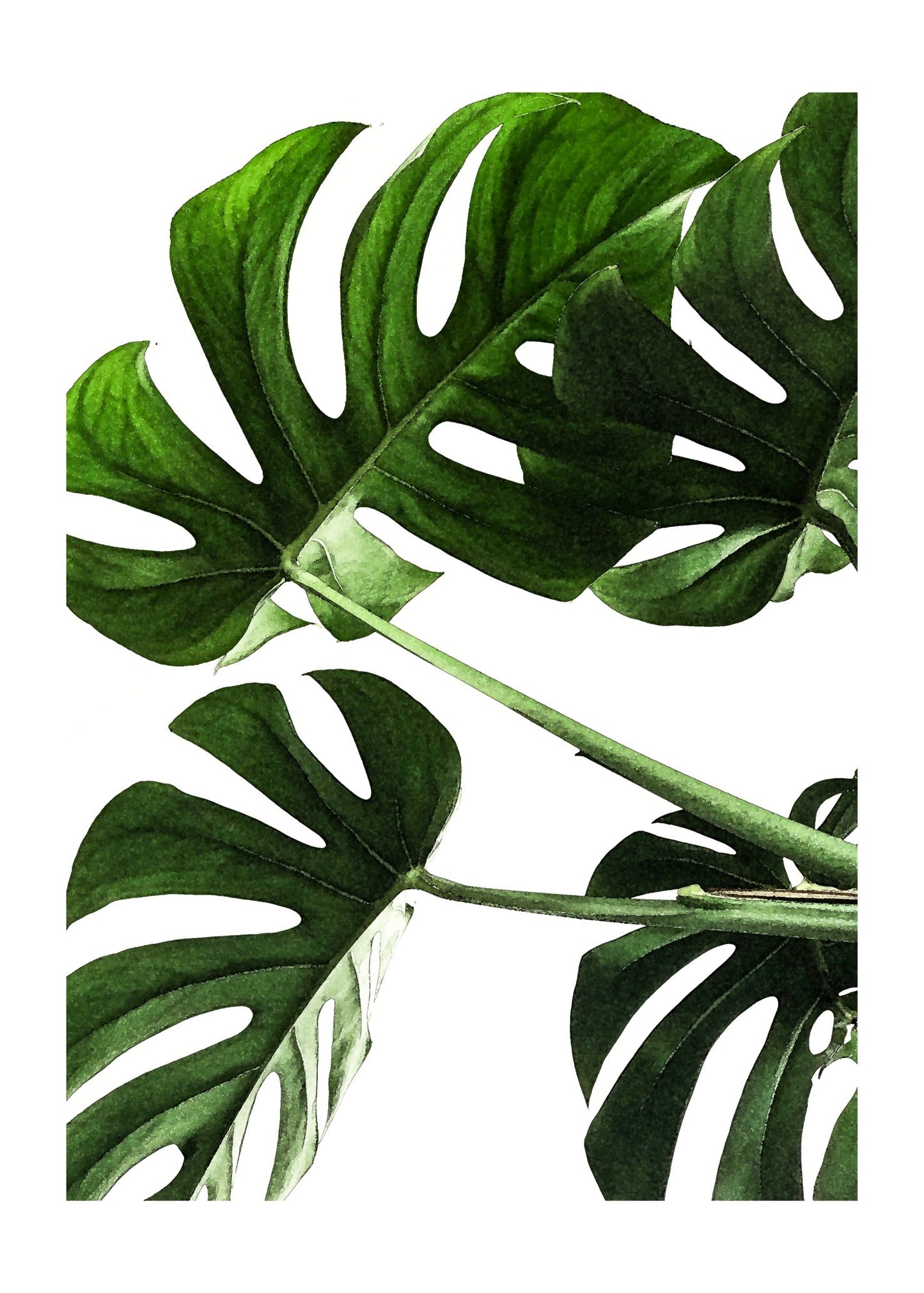 Botanical Monstera Leaf Poster
