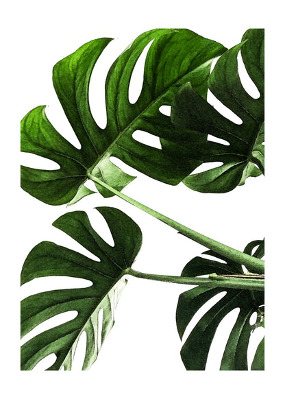 Botanical Monstera Leaf Poster