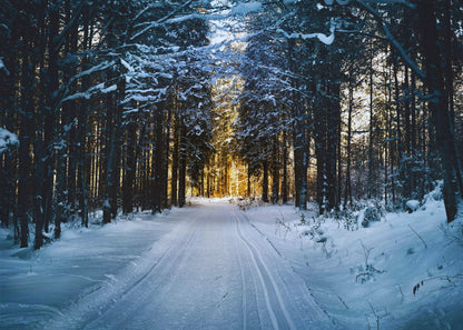 Winter Forest Path Poster
